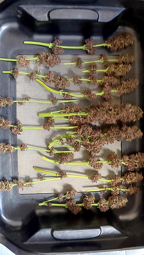 WHAM BOOM 2 AUTOFLORAISON. Week 11