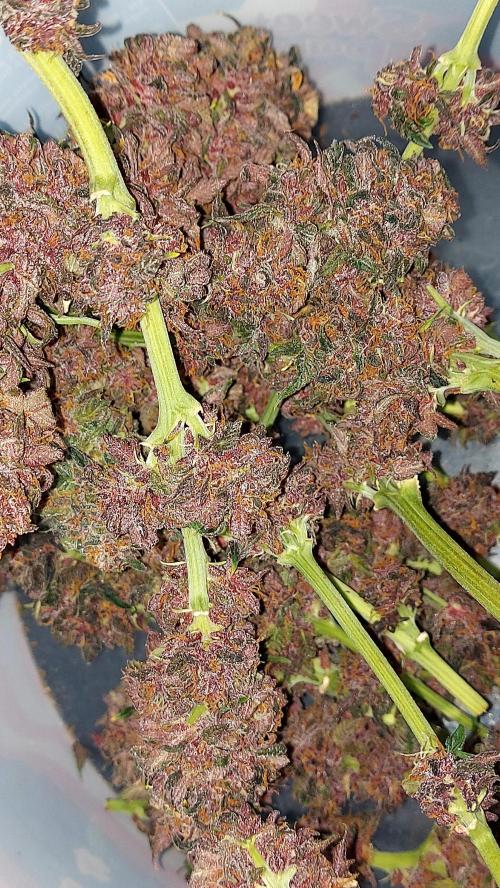 WHAM BOOM 2 AUTOFLORAISON. Week 11
