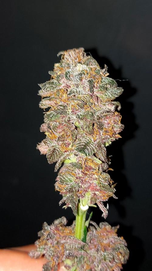WHAM BOOM 2 AUTOFLORAISON. Week 11