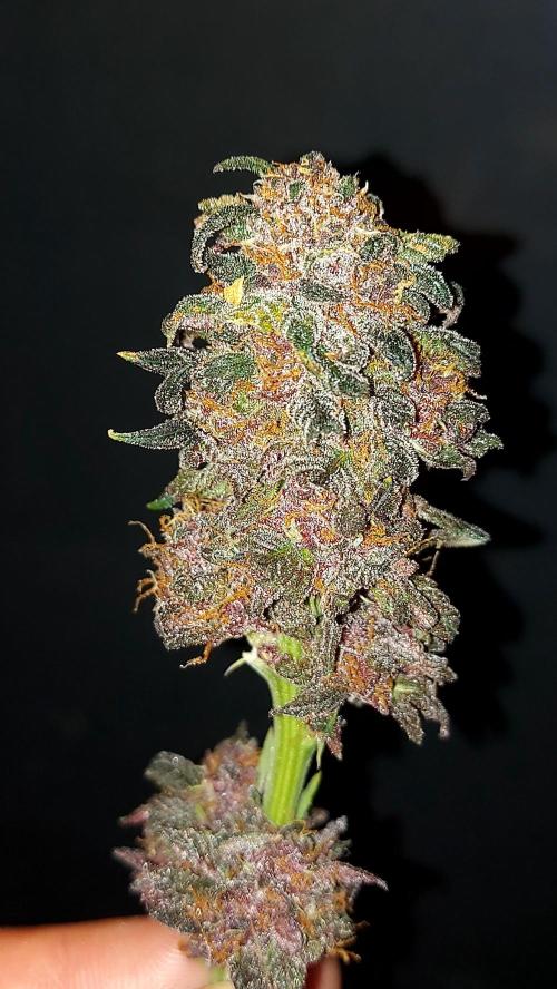 WHAM BOOM 2 AUTOFLORAISON. Week 11