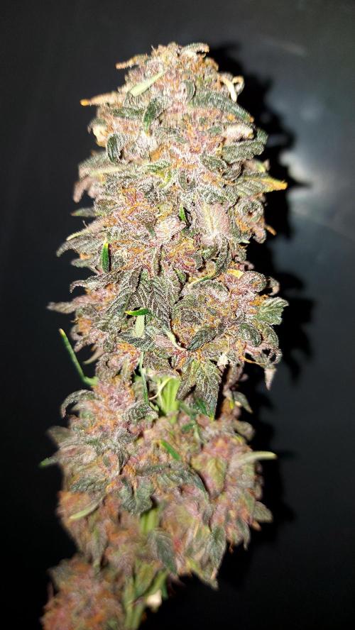 WHAM BOOM 2 AUTOFLORAISON. Week 11