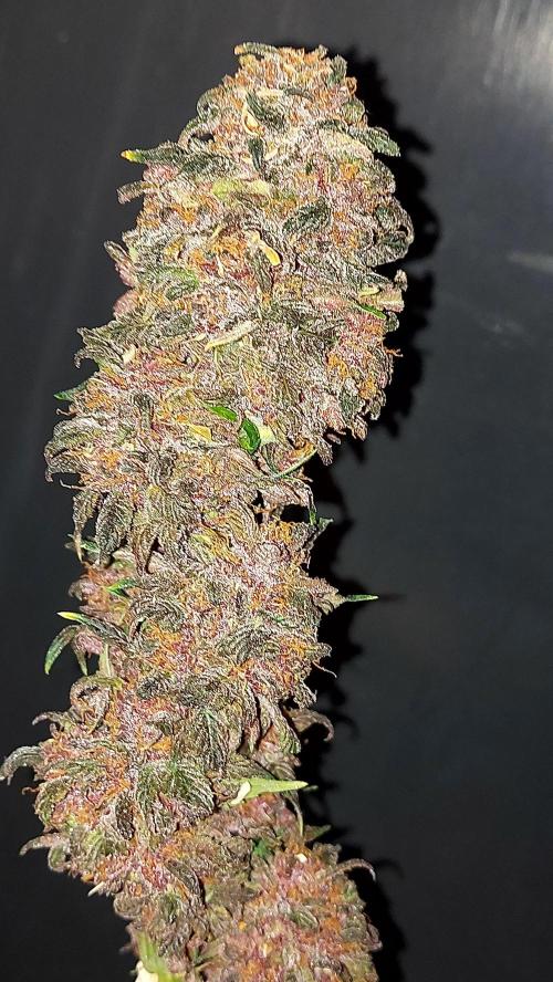 WHAM BOOM 2 AUTOFLORAISON. Week 11