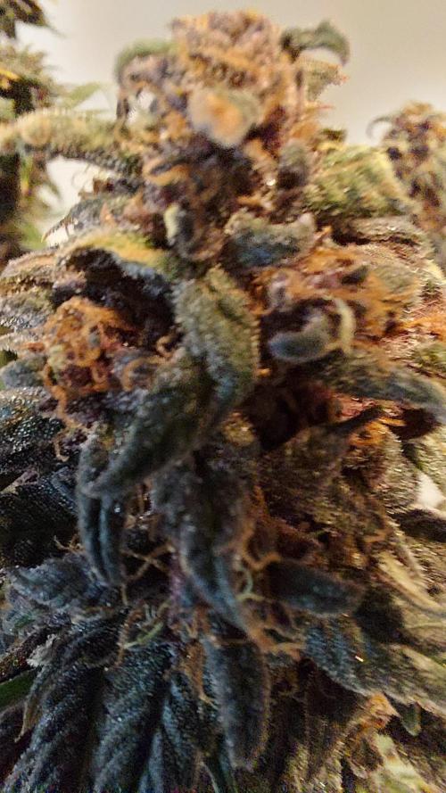 WHAM BOOM 2 AUTOFLORAISON. Week 11
