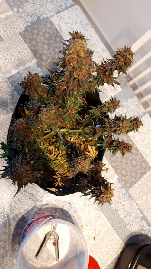 WHAM BOOM 2 AUTOFLORAISON. Week 11