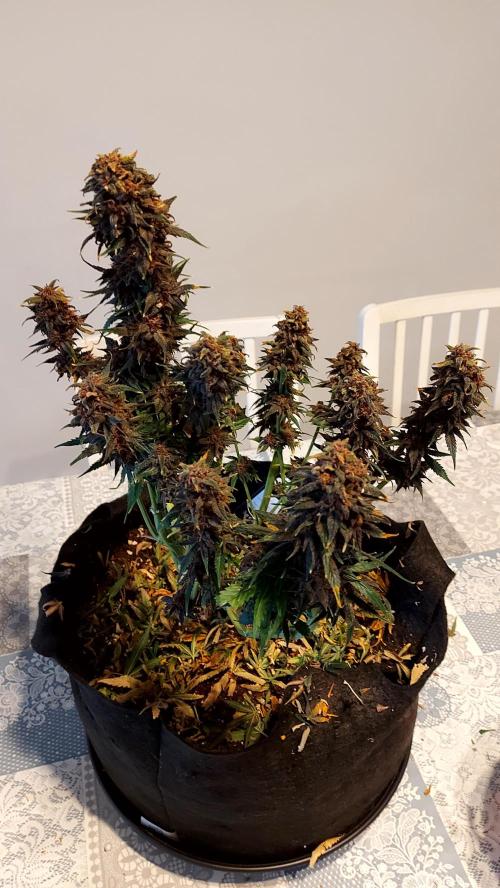 WHAM BOOM 2 AUTOFLORAISON. Week 11