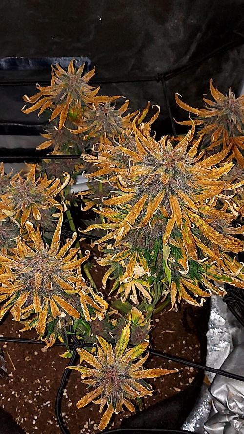 WHAM BOOM 2 AUTOFLORAISON. Week 11