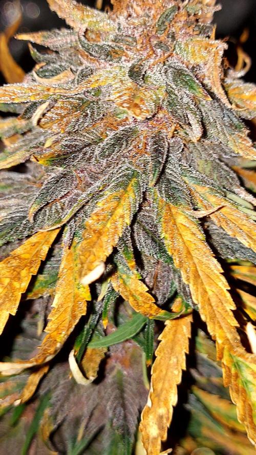 WHAM BOOM 2 AUTOFLORAISON. Week 11