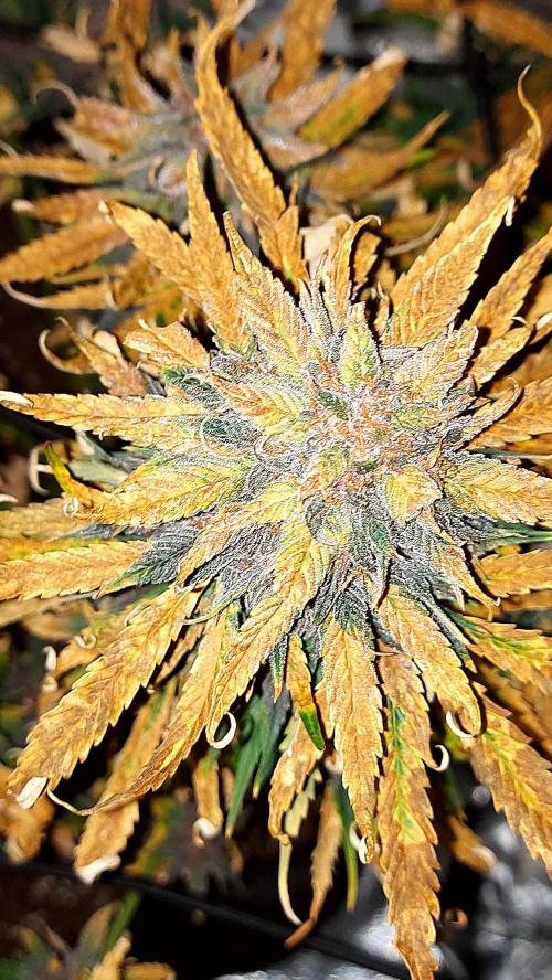 WHAM BOOM 2 AUTOFLORAISON. Week 11
