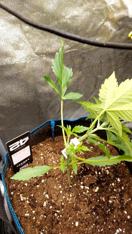 frostbanger1 ( essais Autopots, ). Week 2