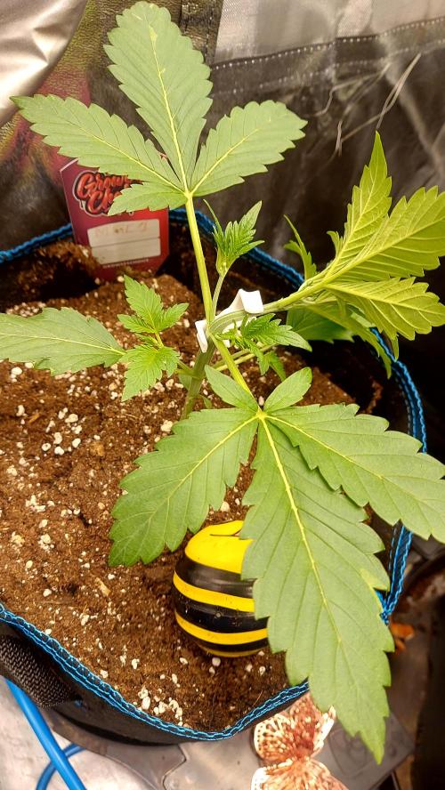 frostbanger1 ( essais Autopots, ). Week 2