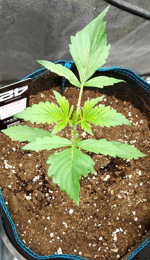 frostbanger1 ( essais Autopots, ). Week 2