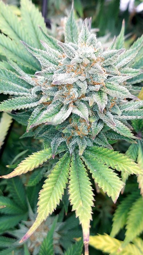 RF3 CHERY COLA. Week 15