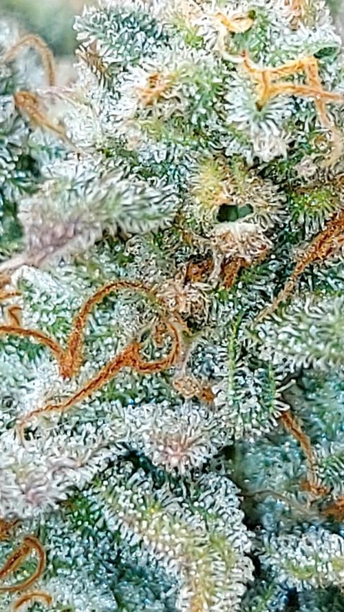 RF3 CHERY COLA. Week 15