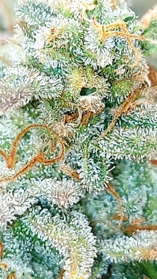RF3 CHERY COLA. Week 15