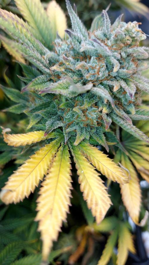 RF3 CHERY COLA. Week 15