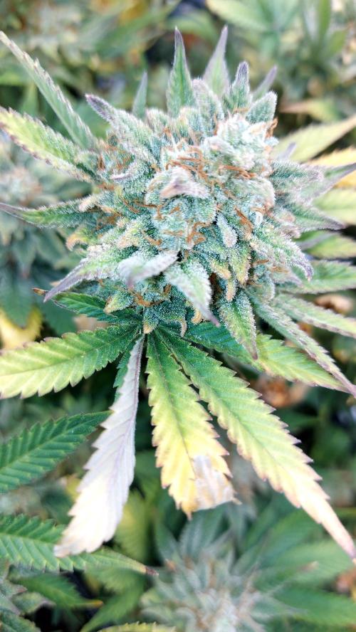 RF3 CHERY COLA. Week 15