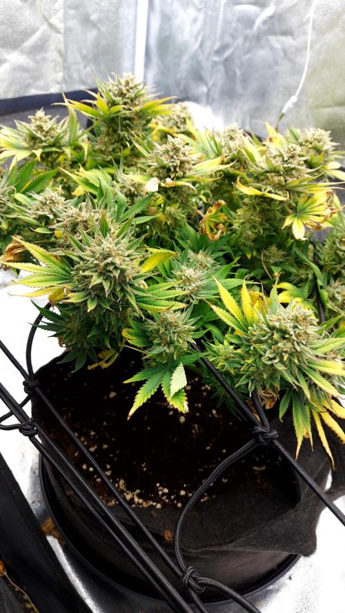 RF3 CHERY COLA. Week 15