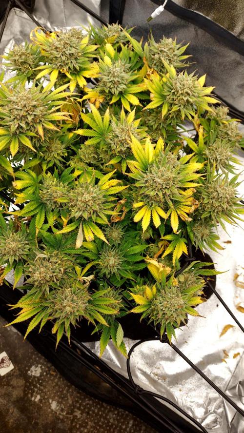RF3 CHERY COLA. Week 15