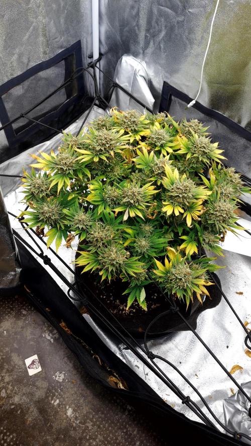RF3 CHERY COLA. Week 15