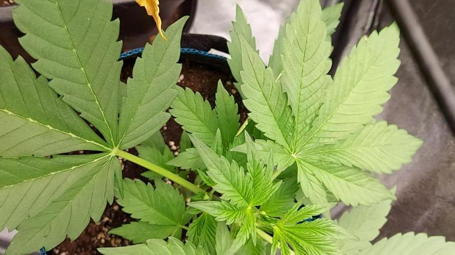 frostbanger autofloraison expérience