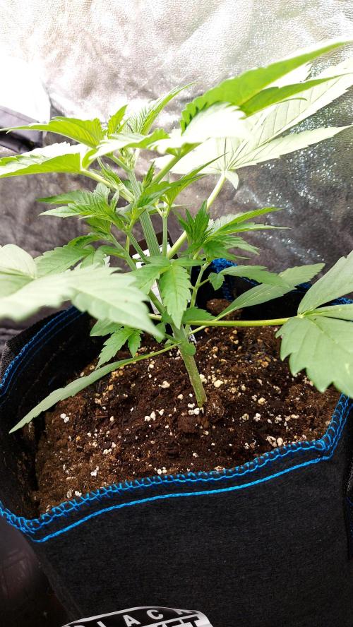 frostbanger autofloraison expérience. Week 3