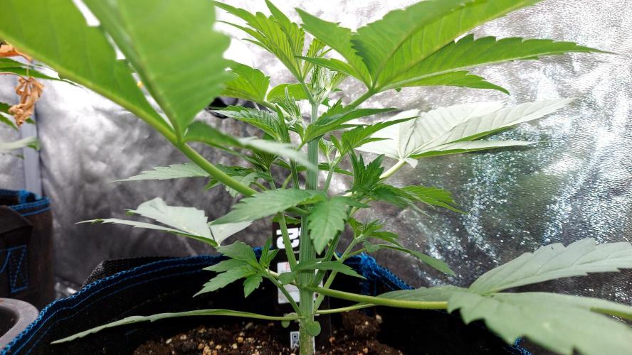 frostbanger autofloraison expérience. Week 3