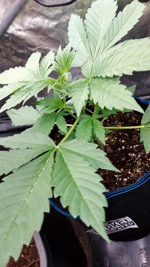 frostbanger autofloraison expérience. Week 3