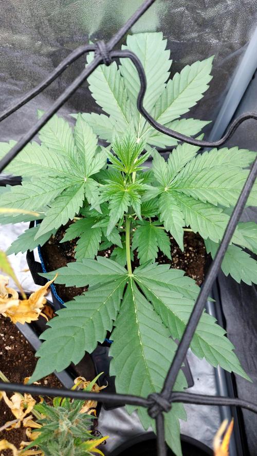 frostbanger autofloraison expérience. Week 3