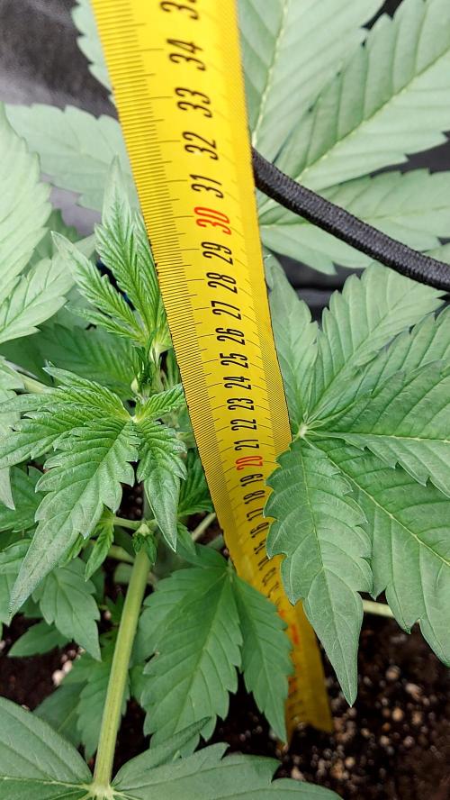 frostbanger autofloraison expérience. Week 3