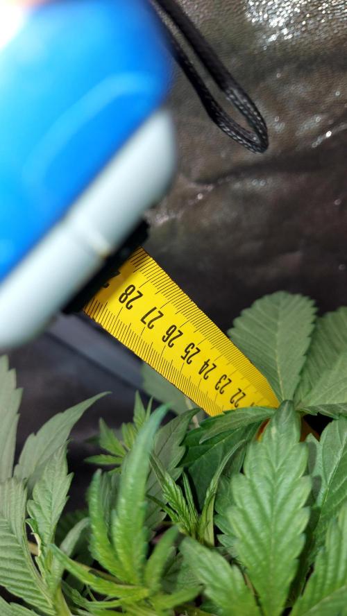 frostbanger1 ( essais Autopots, ). Week 3