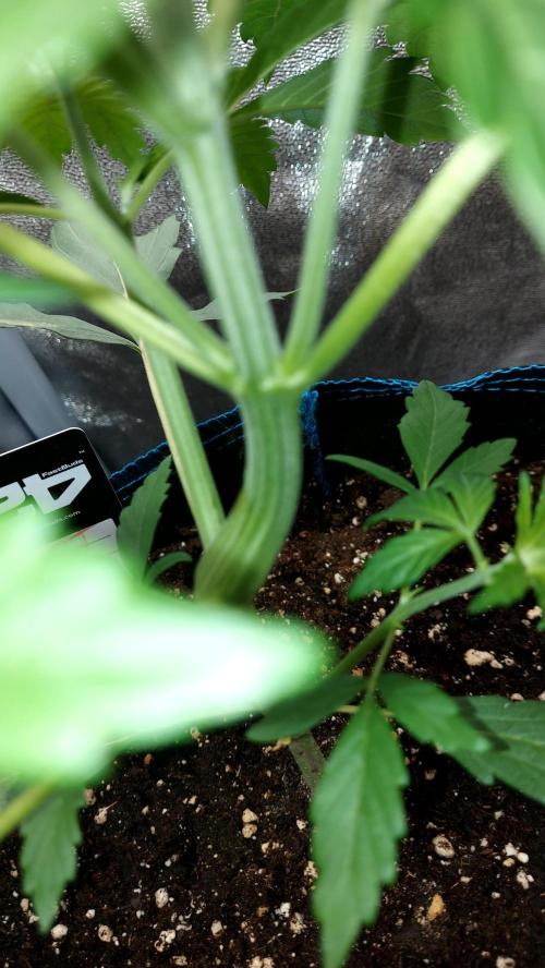 frostbanger1 ( essais Autopots, ). Week 3