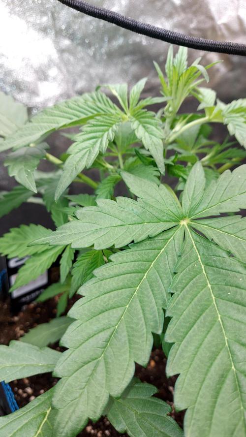 frostbanger1 ( essais Autopots, ). Week 3