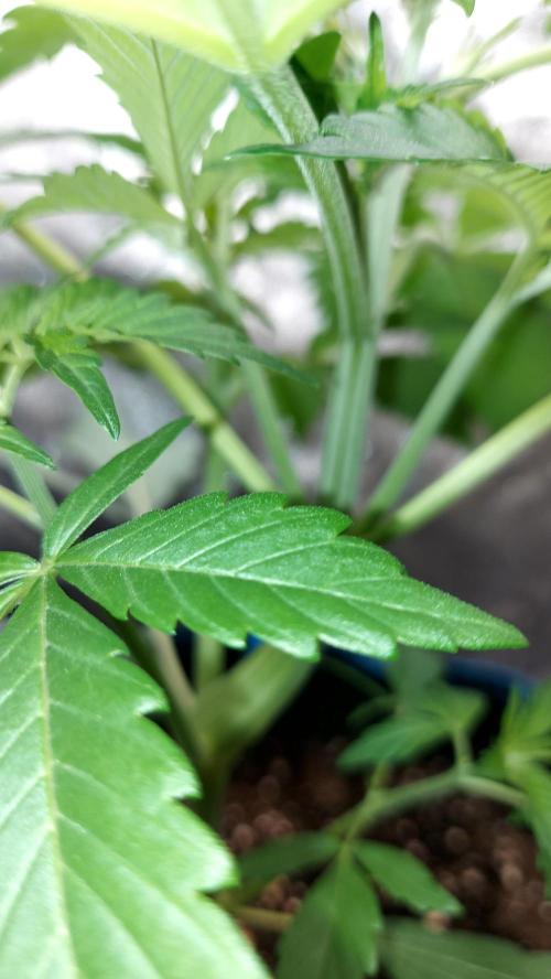 frostbanger1 ( essais Autopots, ). Week 3