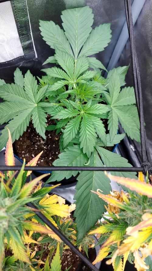 frostbanger1 ( essais Autopots, ). Week 3