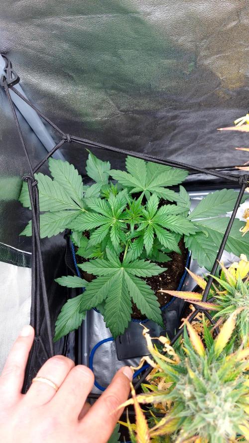 frostbanger1 ( essais Autopots, ). Week 3