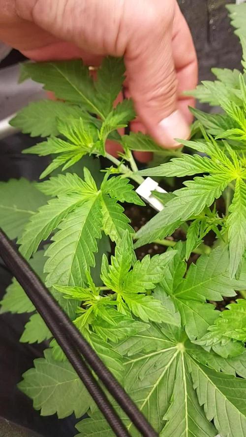 MAC 1 AUTOFLORAISON AUTOPOT
