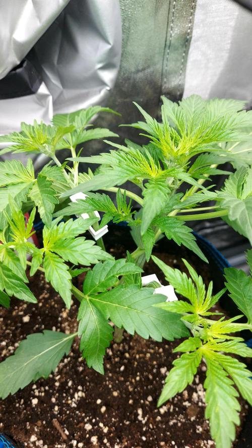 MAC 1 AUTOFLORAISON AUTOPOT. Week 3