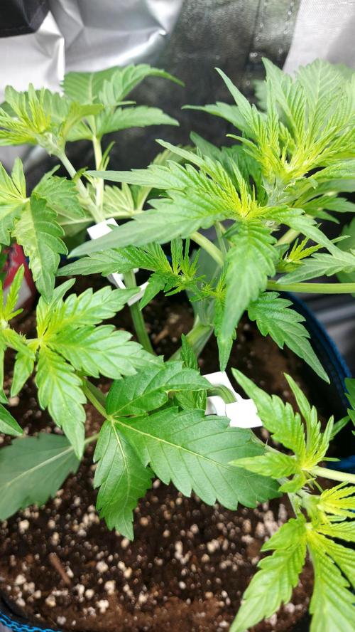 MAC 1 AUTOFLORAISON AUTOPOT. Week 3