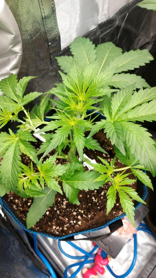 MAC 1 AUTOFLORAISON AUTOPOT. Week 3