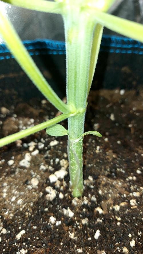 MAC 1 AUTOFLORAISON AUTOPOT. Week 3