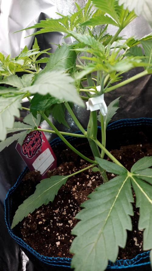 MAC 1 AUTOFLORAISON AUTOPOT. Week 3