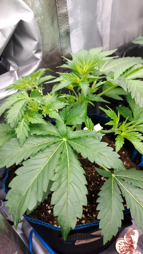 MAC 1 AUTOFLORAISON AUTOPOT. Week 3