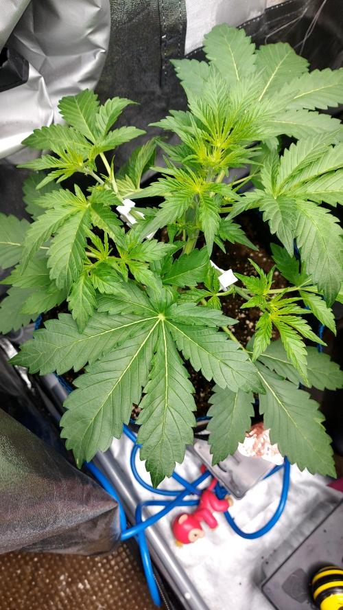 MAC 1 AUTOFLORAISON AUTOPOT. Week 3