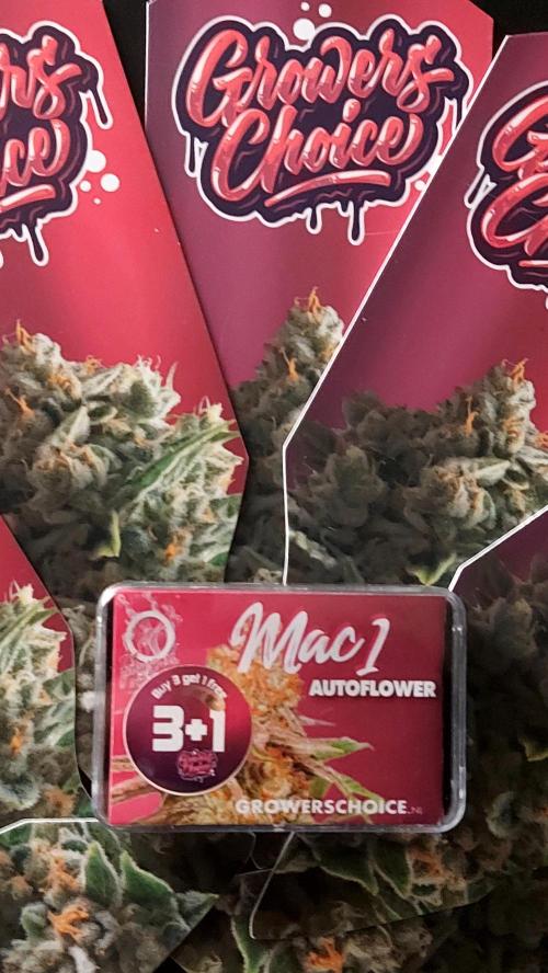MAC 1 ( 2 ème plante ). Week 0