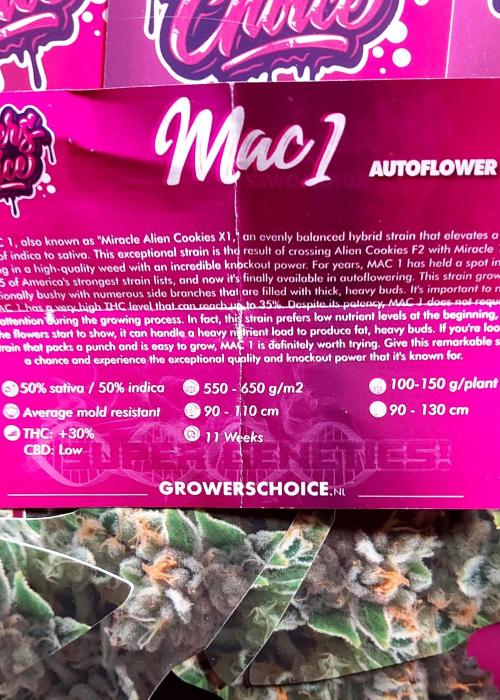 MAC 1 ( 2 ème plante ). Week 0