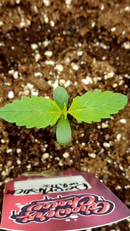 MAC 1 ( 2 ème plante ). Week 0