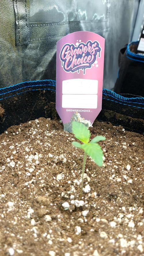 MAC1 Autoflower. Week 0