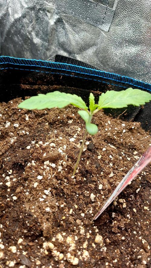 MAC 1 ( 2 ème plante ). Week 1