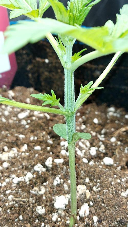 MAC 1 ( 2 ème plante ). Week 1