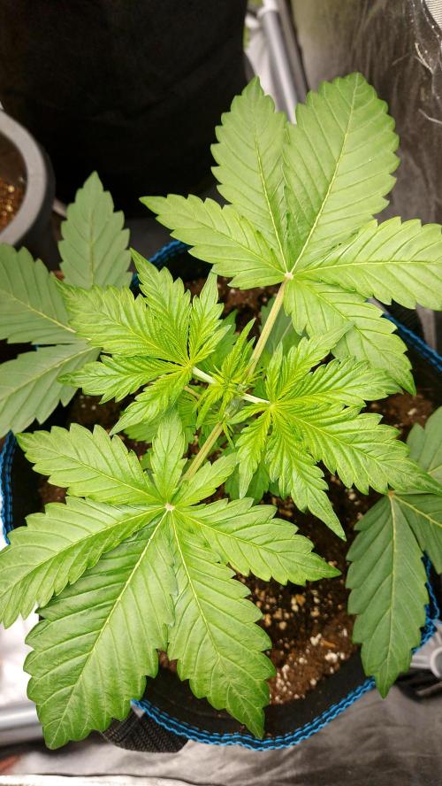 MAC 1 ( 2 ème plante ). Week 3